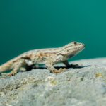 Lurking Lizard Malware Creates Proxy Nodes via Fake 7-Zip Installers