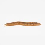 ChainDrop Worm Steals GitHub, Cloud Credentials via 400+ npm Packages