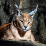 Dark Caracal Hackers Use Ethereum Blockchain for Malware C2 Resilience